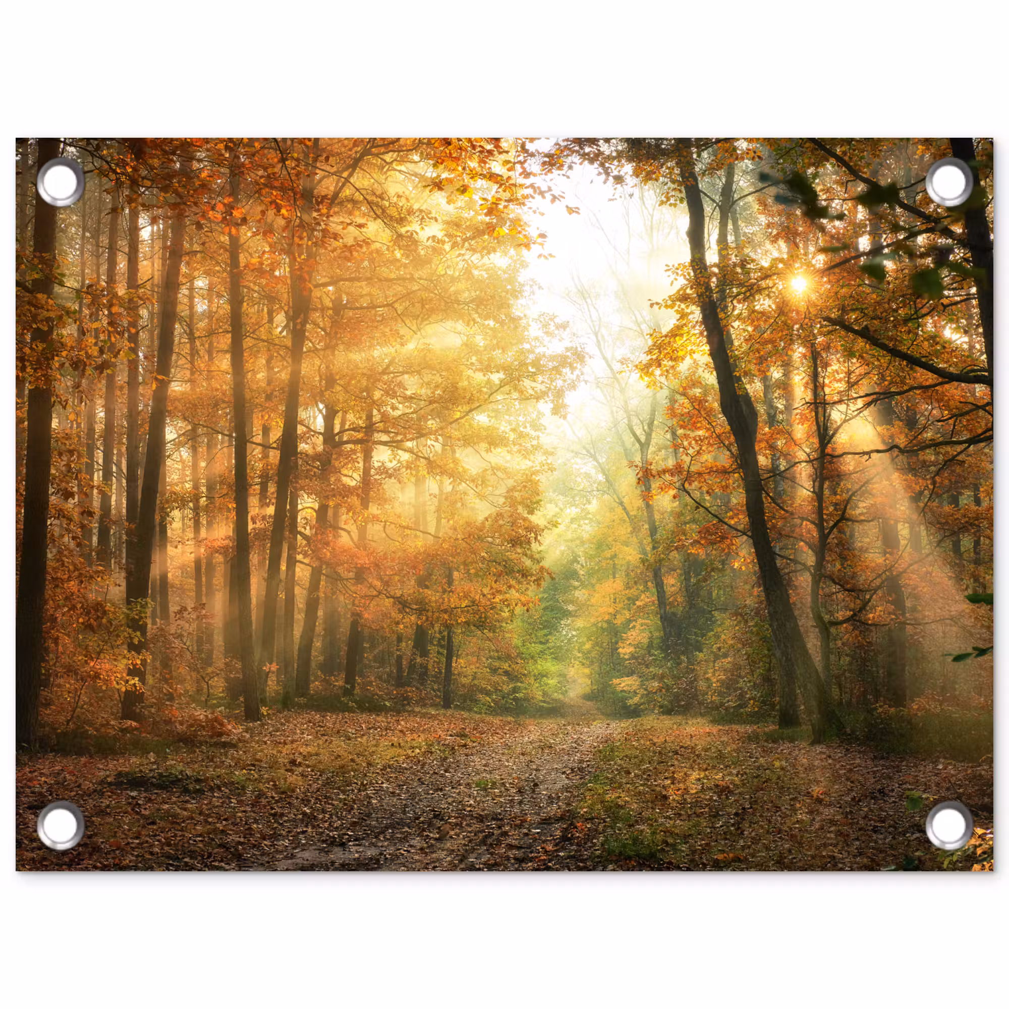 Tuinposter - Herfstbos in gouden zonlicht
