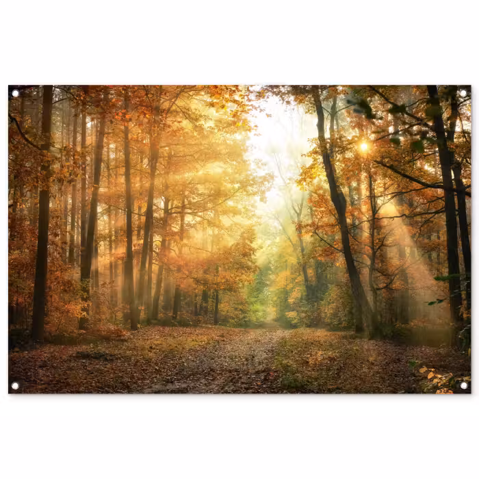 Tuinposter - Herfstbos in gouden zonlicht