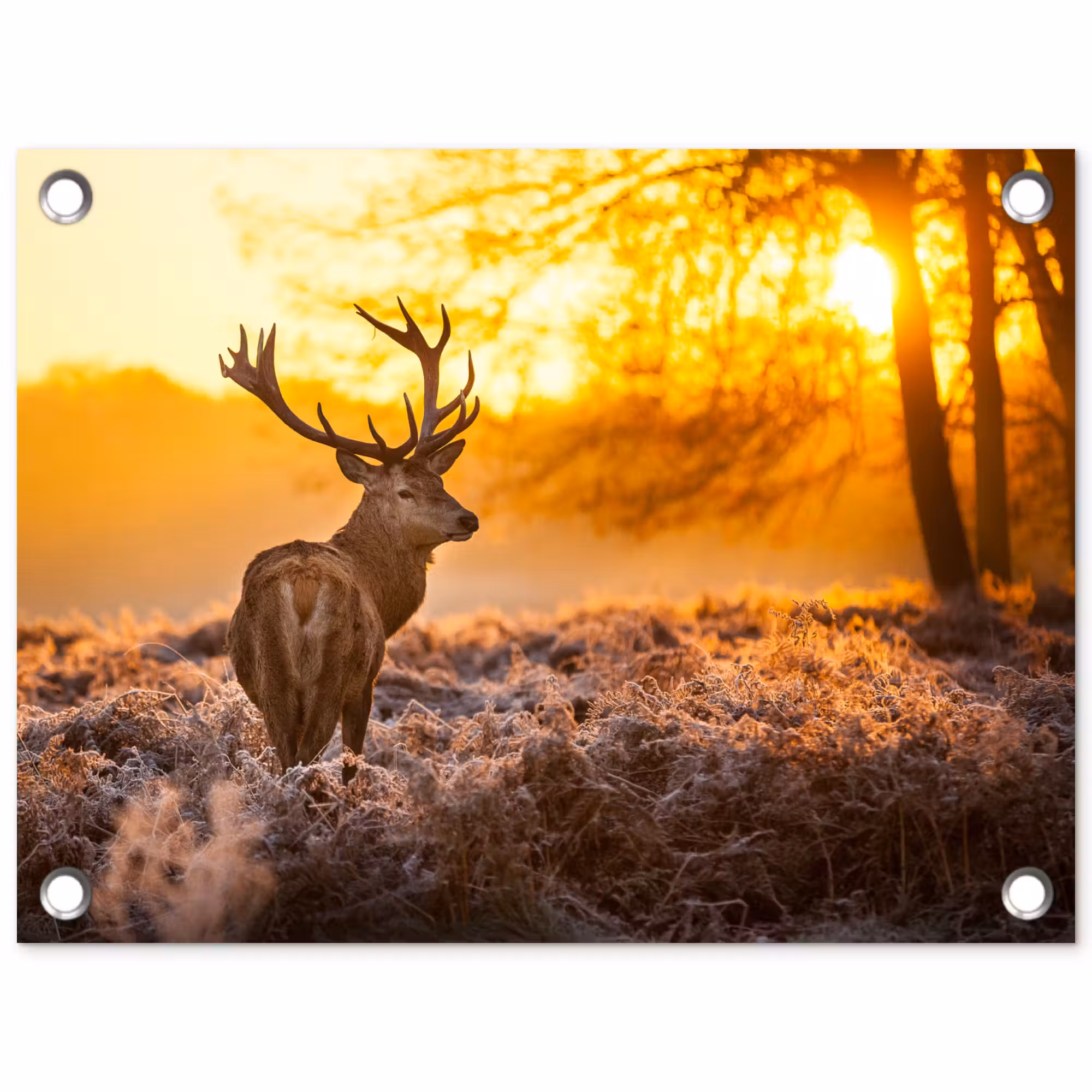 Tuinposter - Hert - Dieren - Zonsondergang - Winter - Heide - Natuur
