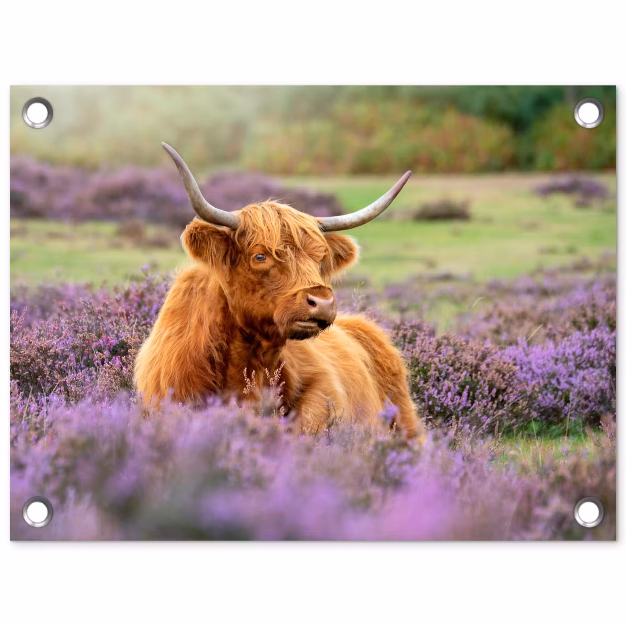 Tuinposter - Hooglander in de Heide