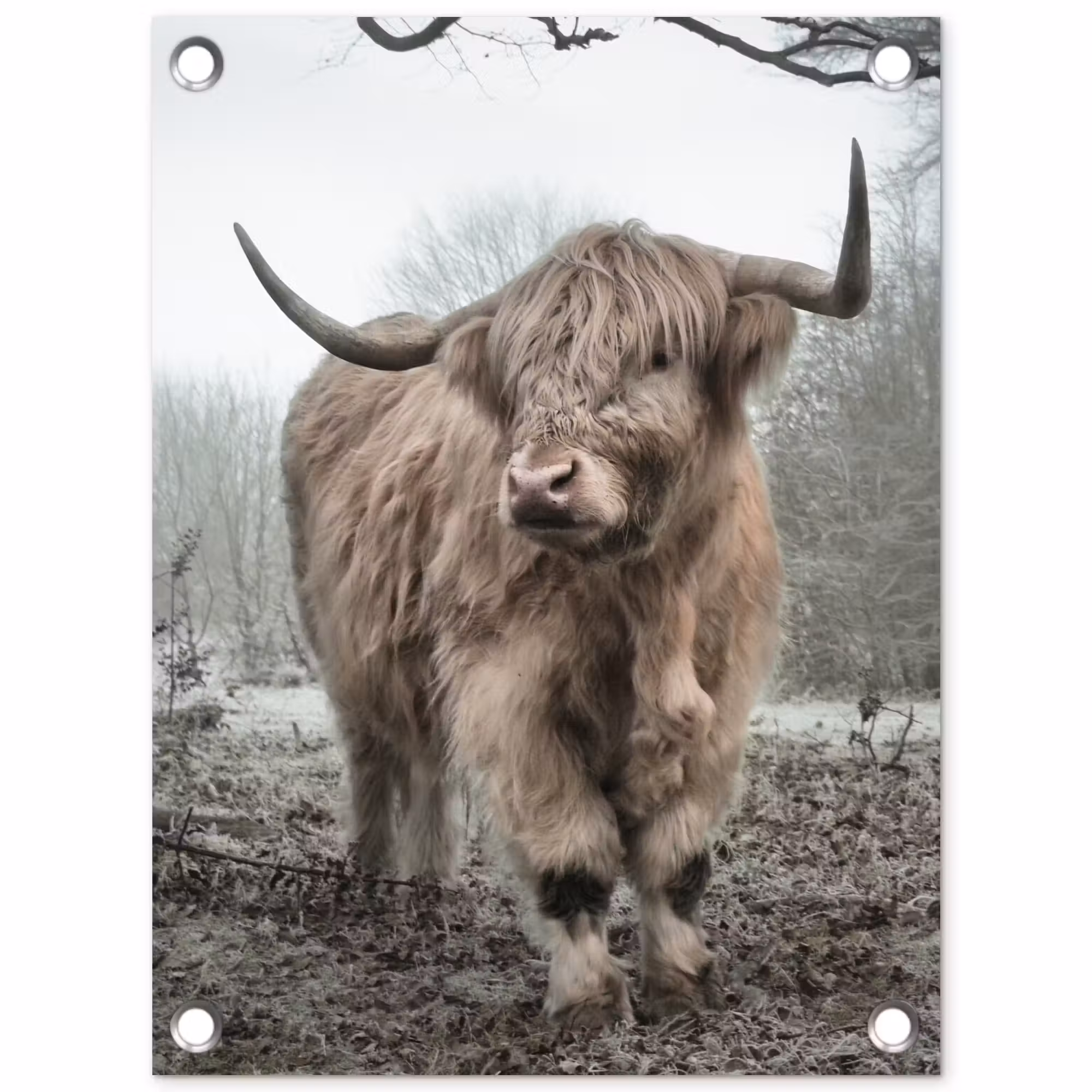 Tuinposter - Hooglander in de Mist