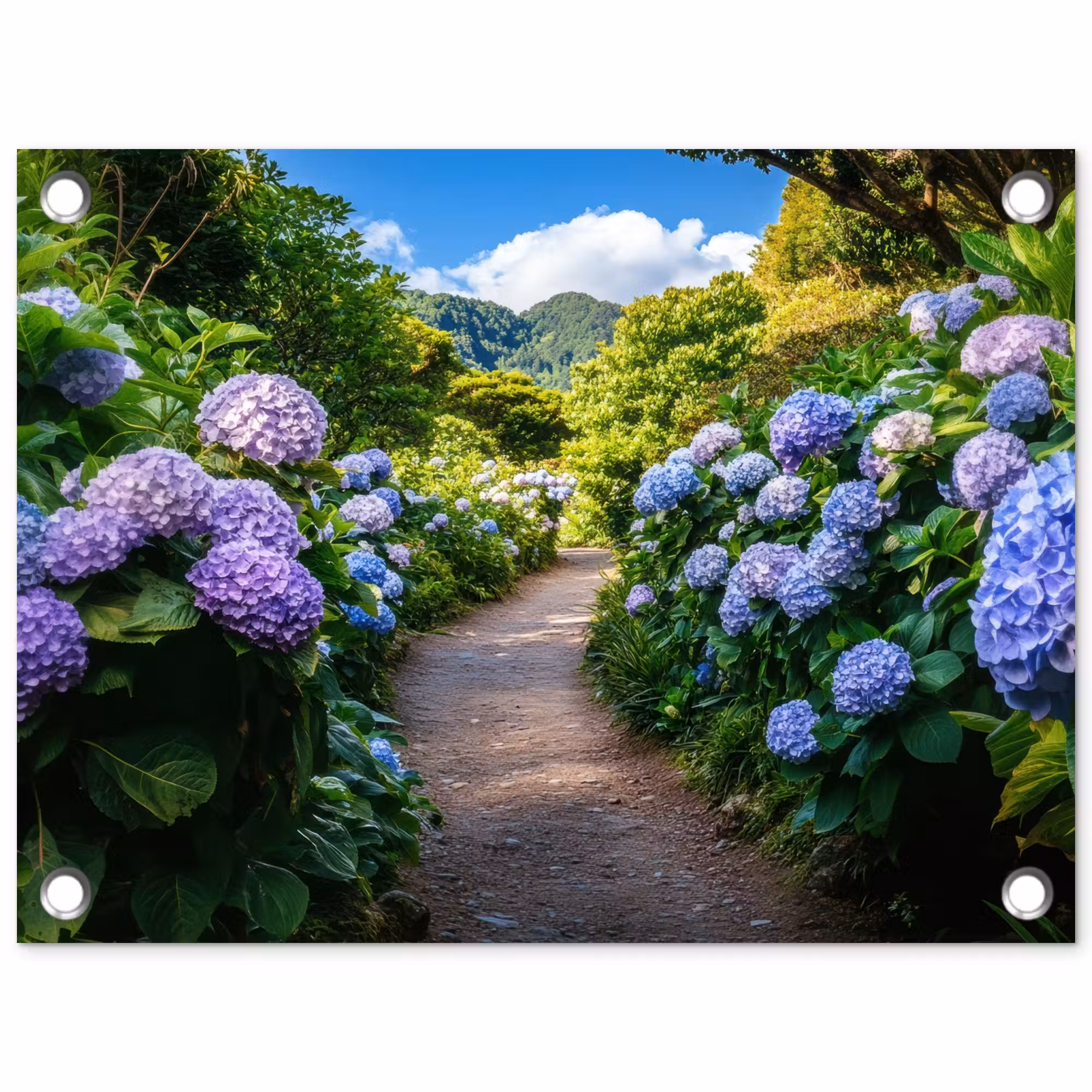 Tuinposter - Hortsensia - Pad - Bloemen