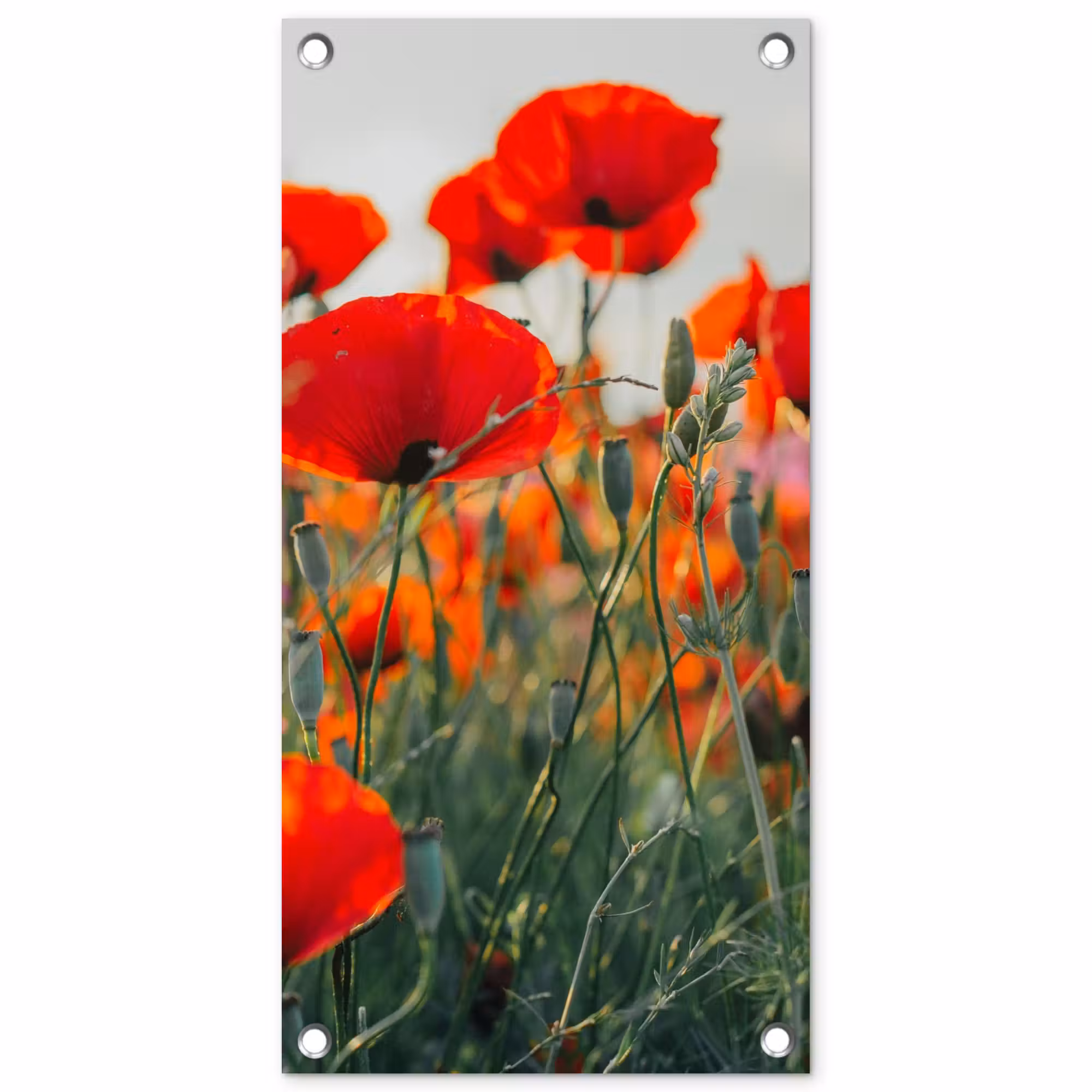 Tuinposter - Klaprozen in close-up bij zonsondergang