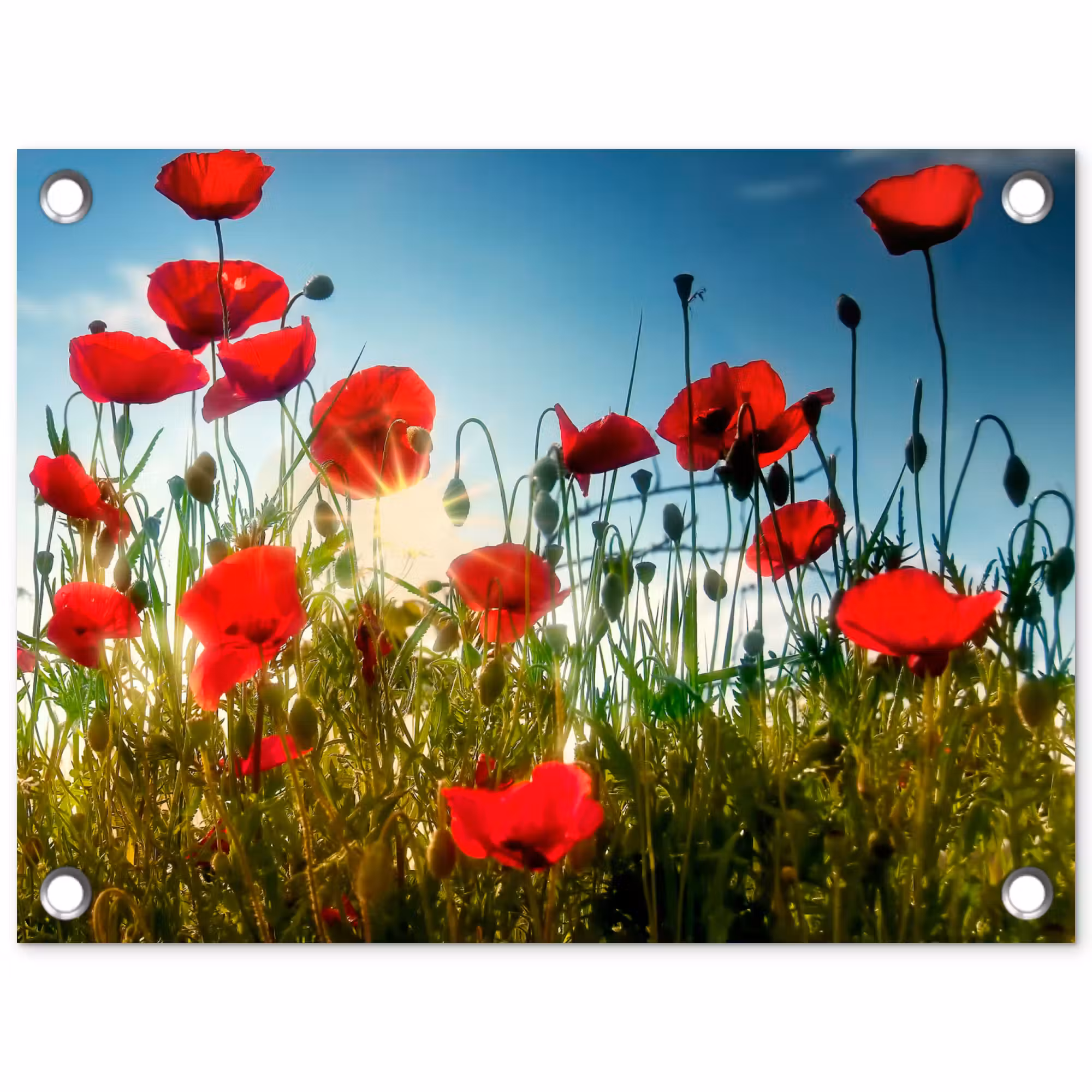 Tuinposter - Klaprozen in ochtendlicht