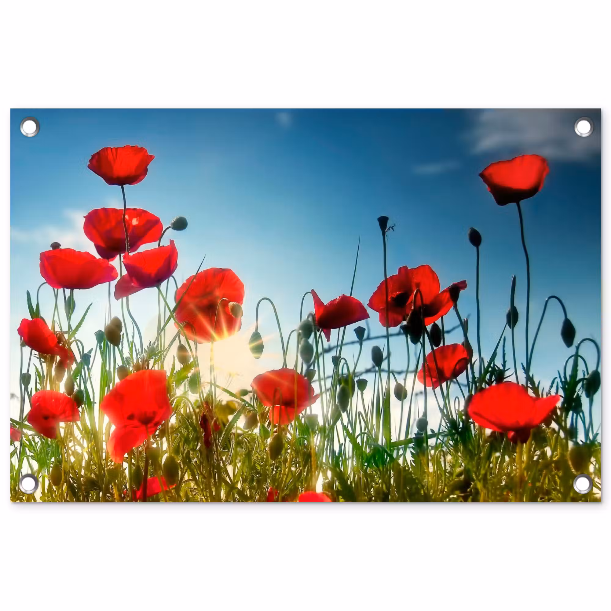 Tuinposter - Klaprozen in tegenlicht
