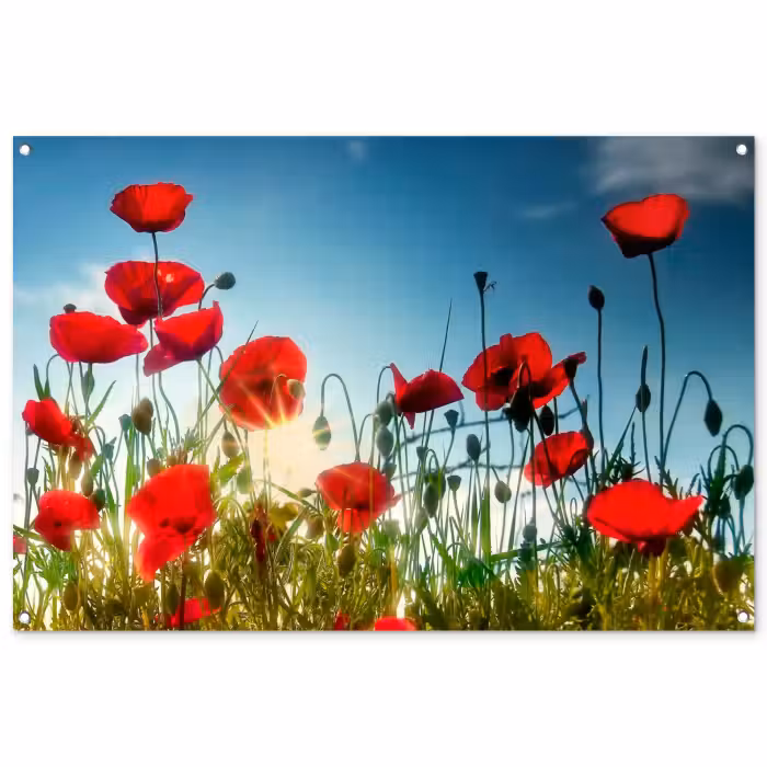 Tuinposter - Klaprozen in tegenlicht
