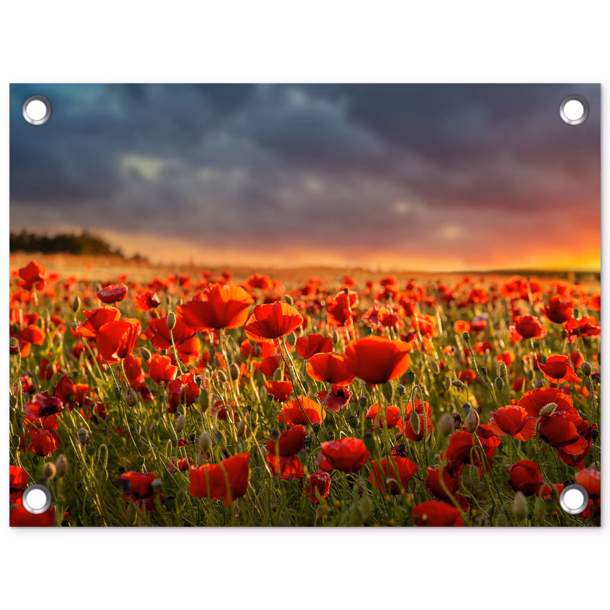 Tuinposter - Klaprozenveld bij zonsondergang