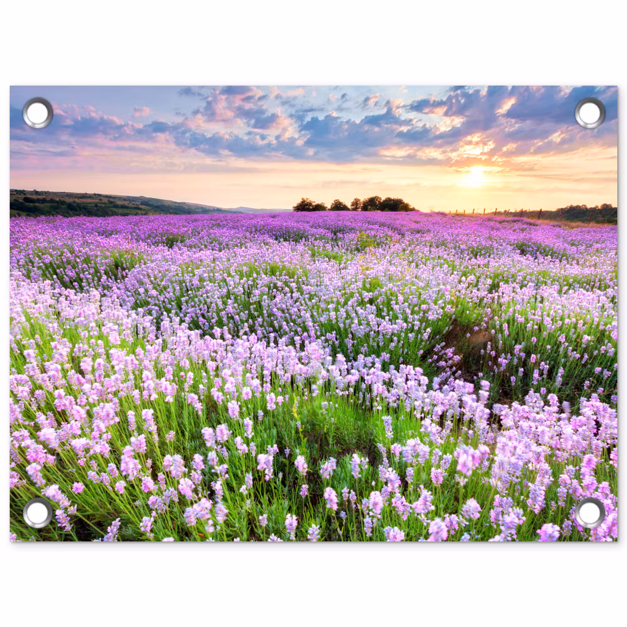 Tuinposter - Lavendel - Bloemen - Zonsondergang - Paars - Weide