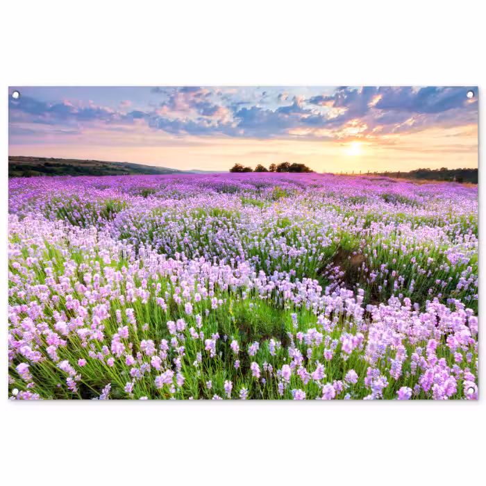 Tuinposter - Lavendel - Bloemen - Zonsondergang - Paars - Weide