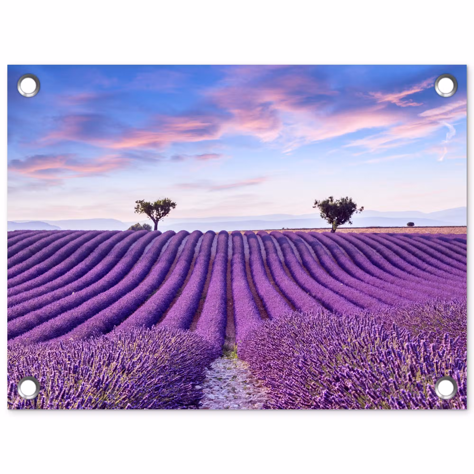 Tuinposter - Lavendel - Natuur - Paars - Bomen - Bloemen