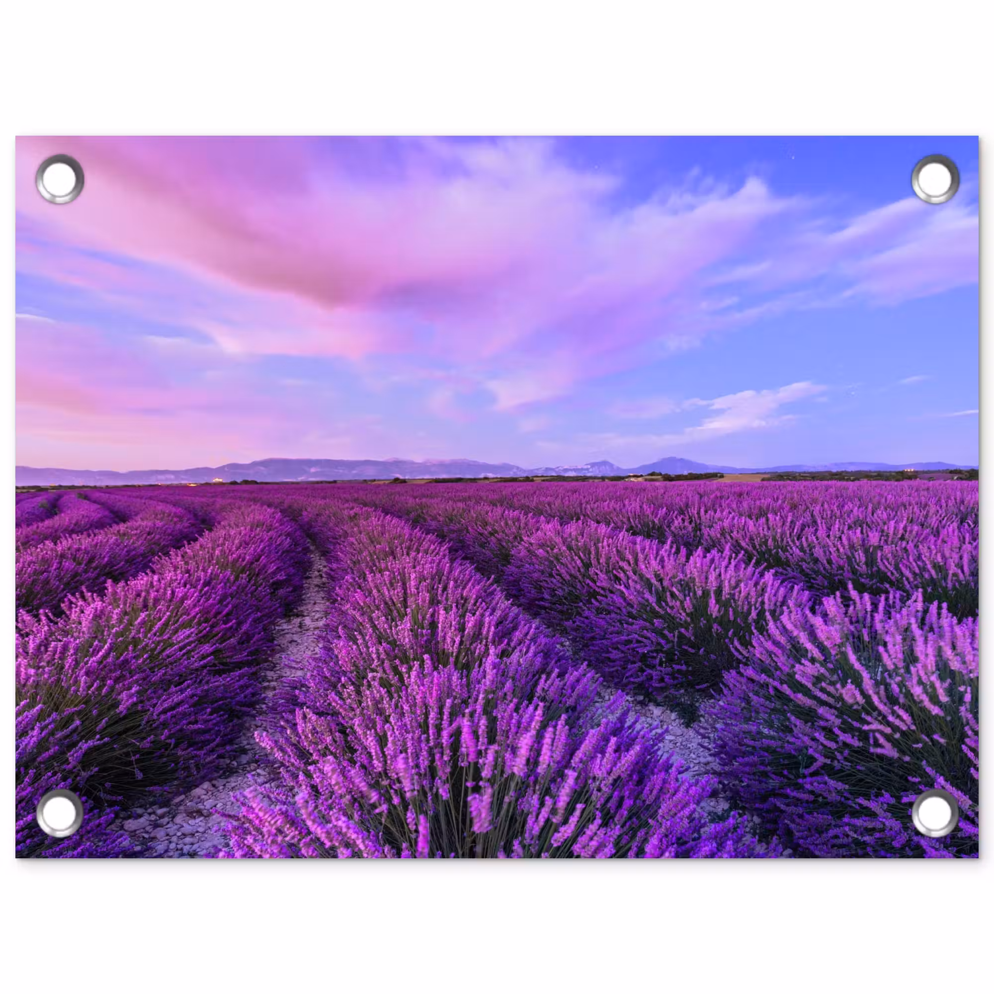 Tuinposter - Lavendel - Paars - Bloemen - Natuur