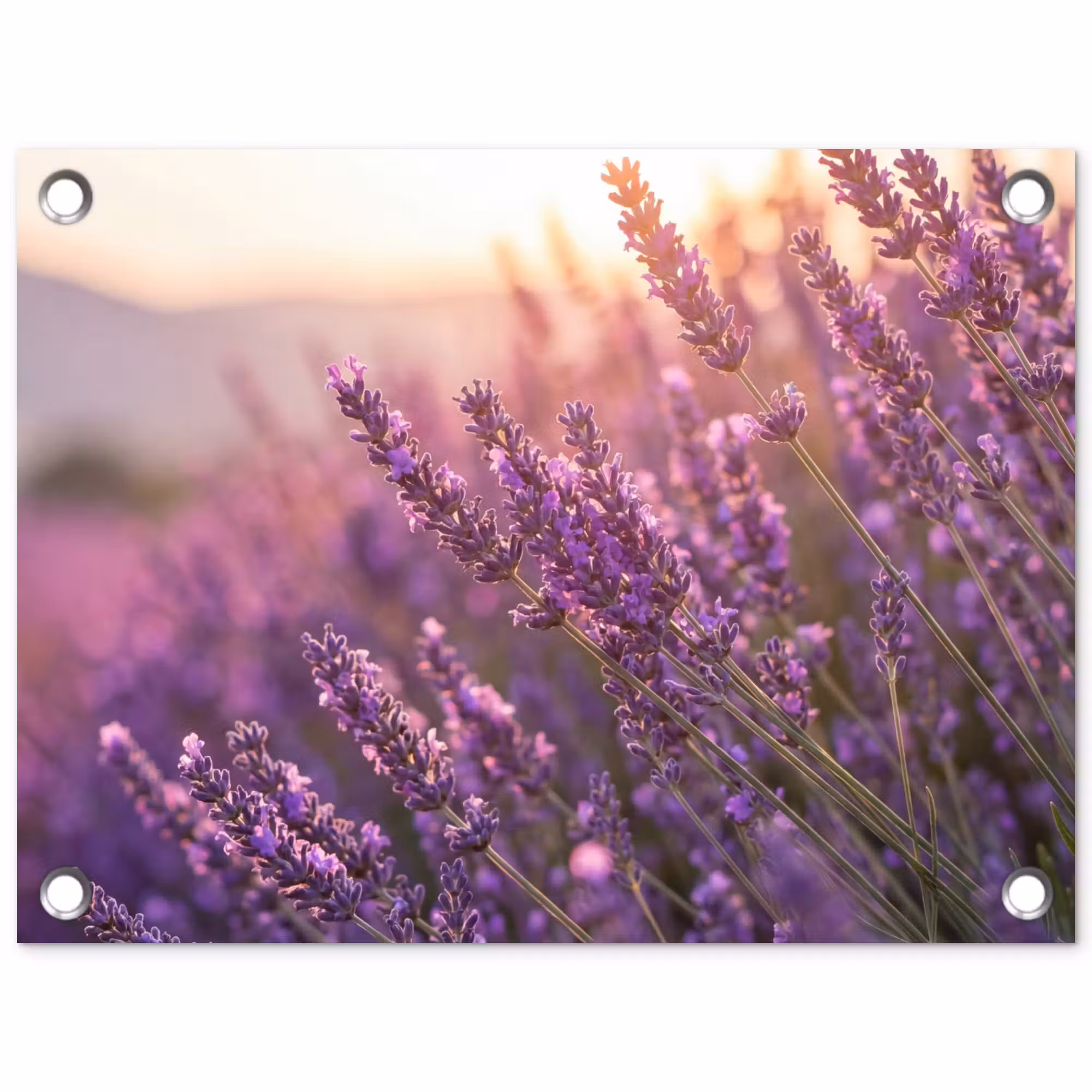 Tuinposter - Lavendel - Paars - Zonlicht