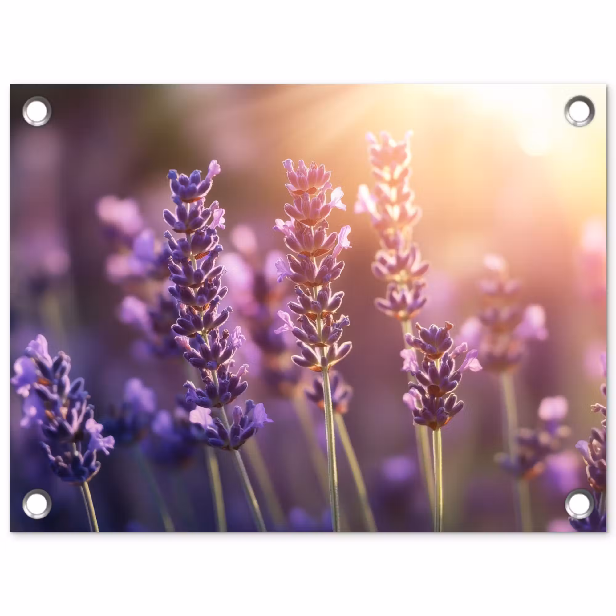 Tuinposter - Lavendelbloemen - Paars - Zonlicht