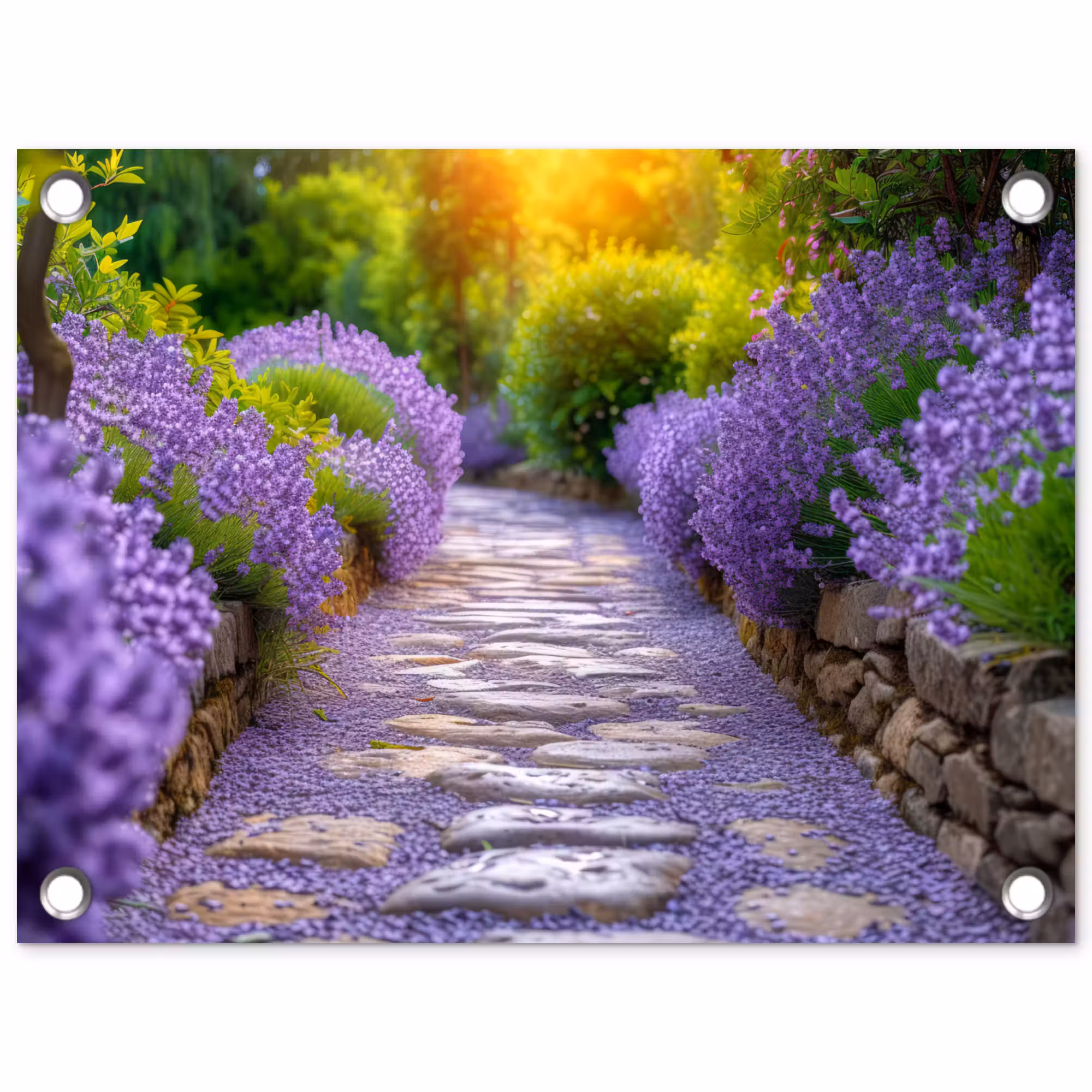 Tuinposter - Lavendelpad bij zonsondergang