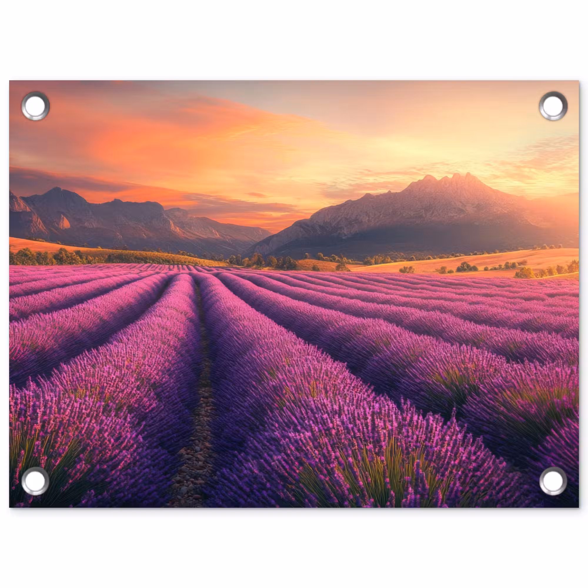 Tuinposter - Lavendelveld - Zonsondergang - Paars