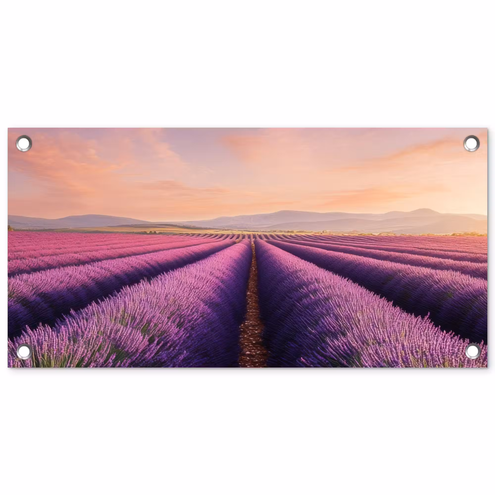 Tuinposter - Lavendelveld - Zonsondergang - Paars - Bloemen