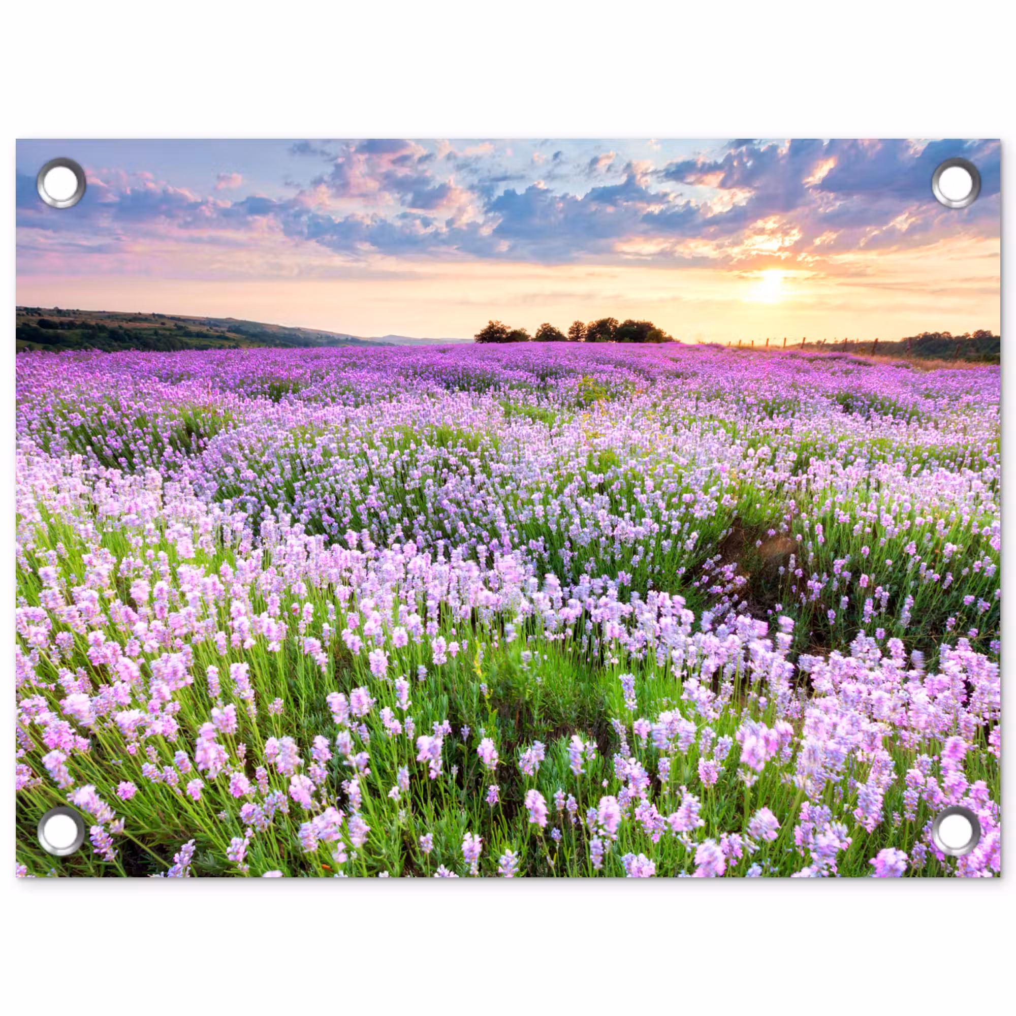 Tuinposter - Lavendelvelden bij zonsondergang