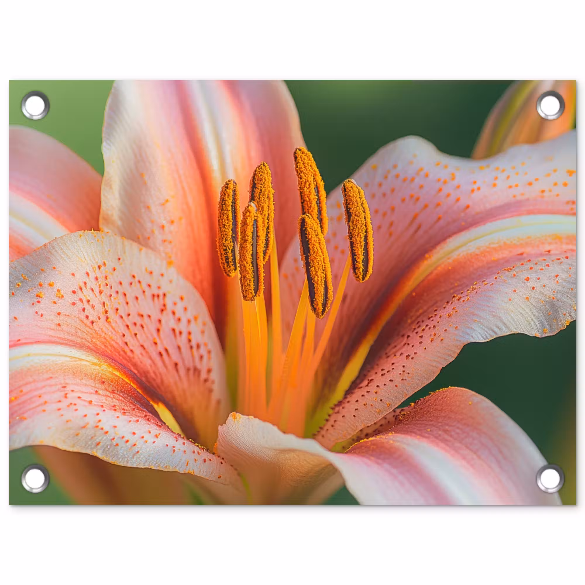Tuinposter - Lelie - Close up - Lichtroze
