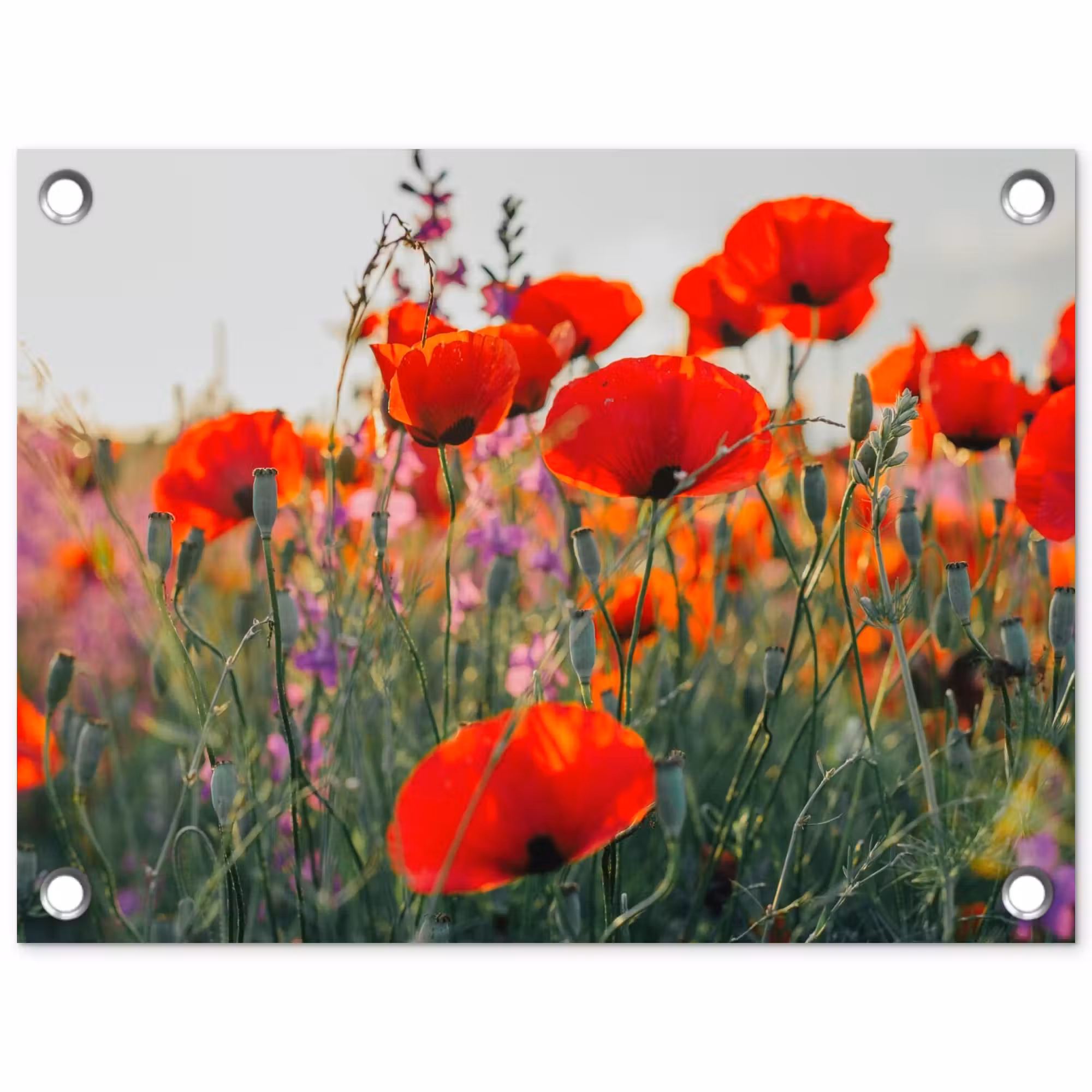 Tuinposter - Rode klaprozen in de avondzon