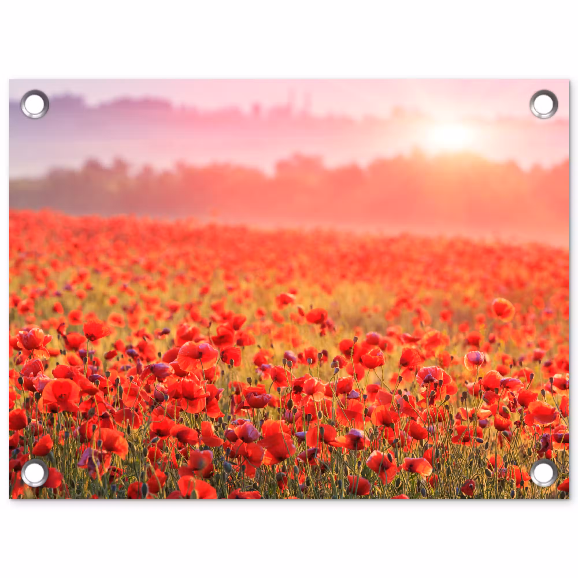 Tuinposter - Rode klaprozen in de ochtendzon
