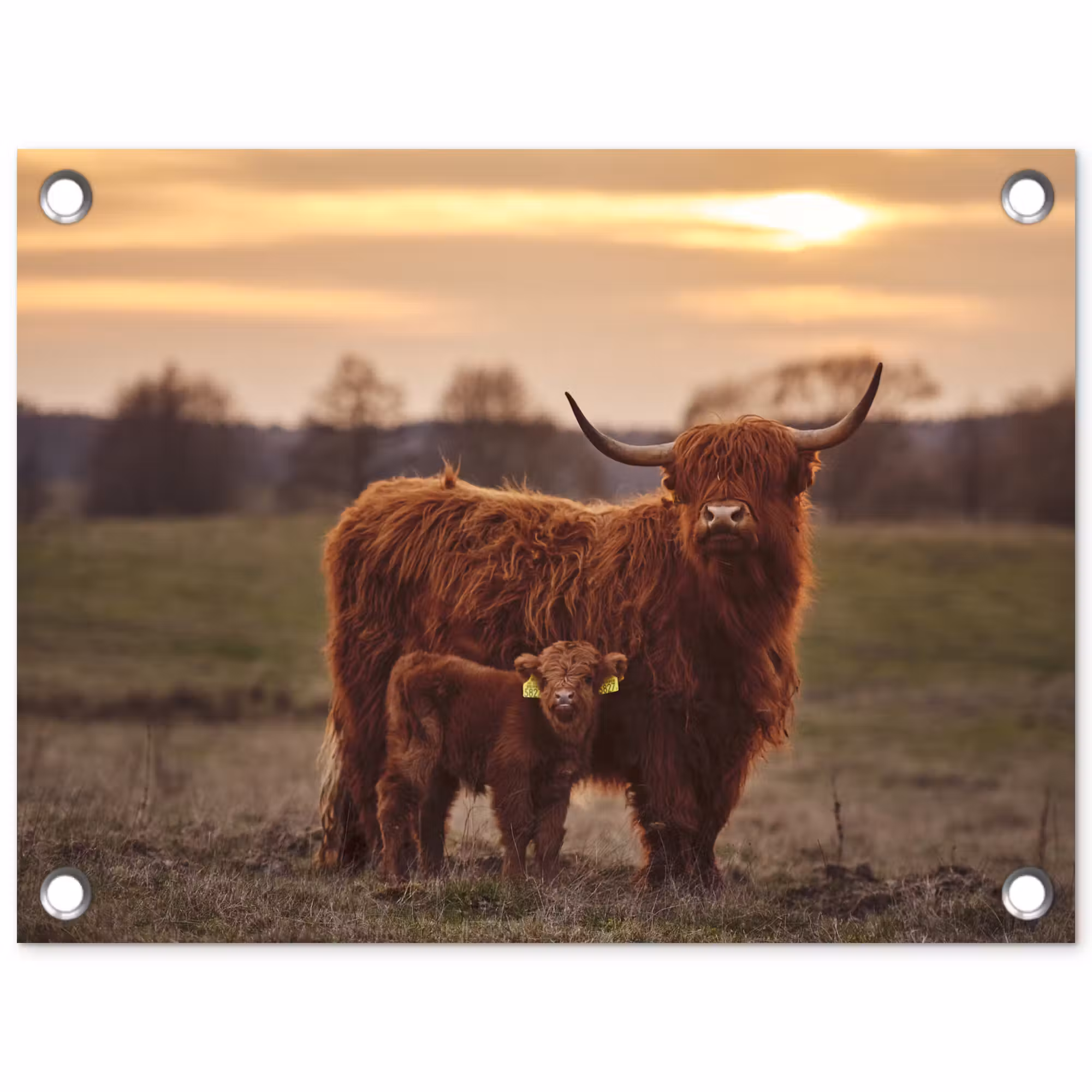Tuinposter - Schotse hooglander - Dieren - Landschap - Zonsondergang - Koe
