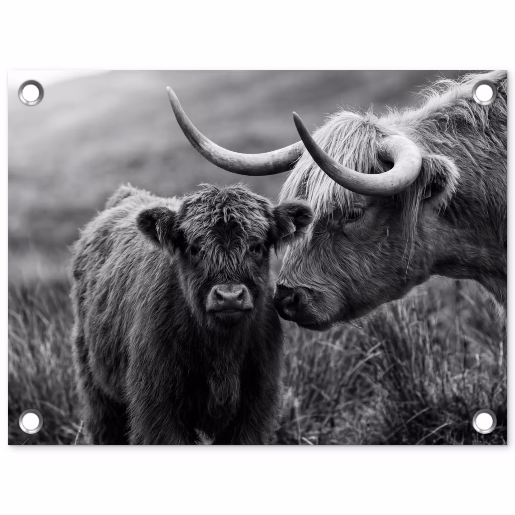 Tuinposter - Schotse hooglander - Kalf - Zwart - Wit