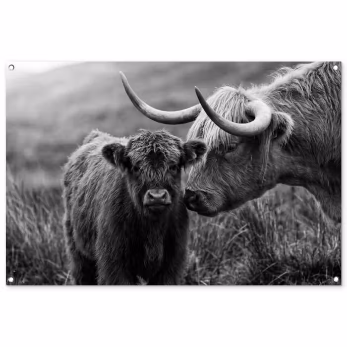 Tuinposter - Schotse hooglander - Kalf - Zwart - Wit