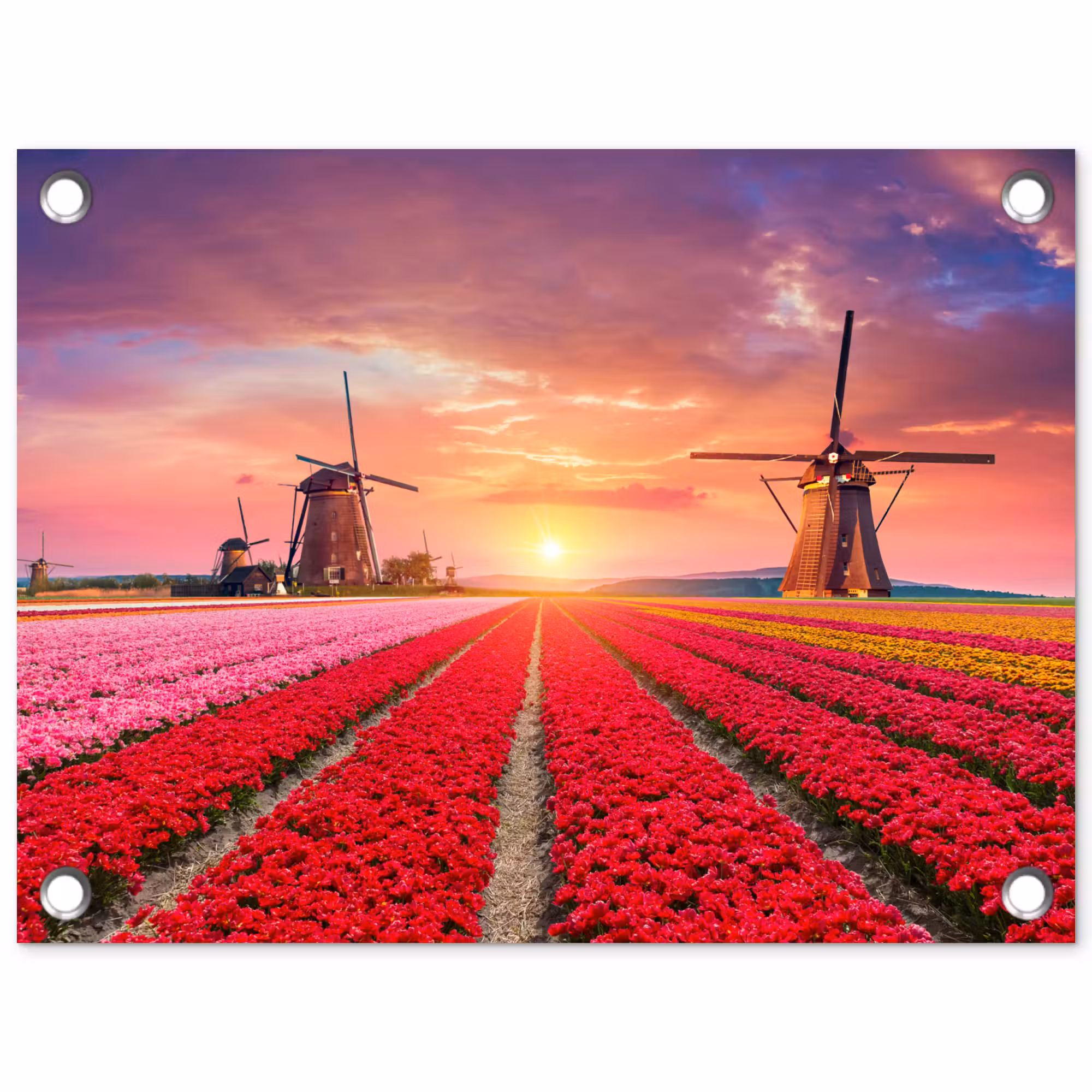 Tuinposter - Tulpenvelden met windmolens bij zonsondergang