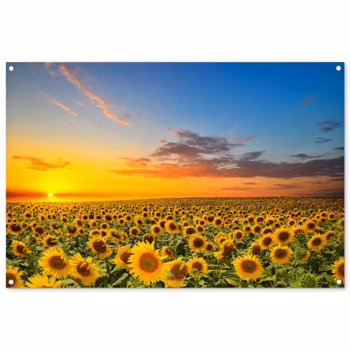 Tuinposter - Uitgestrekt zonnebloemveld bij zonsondergang