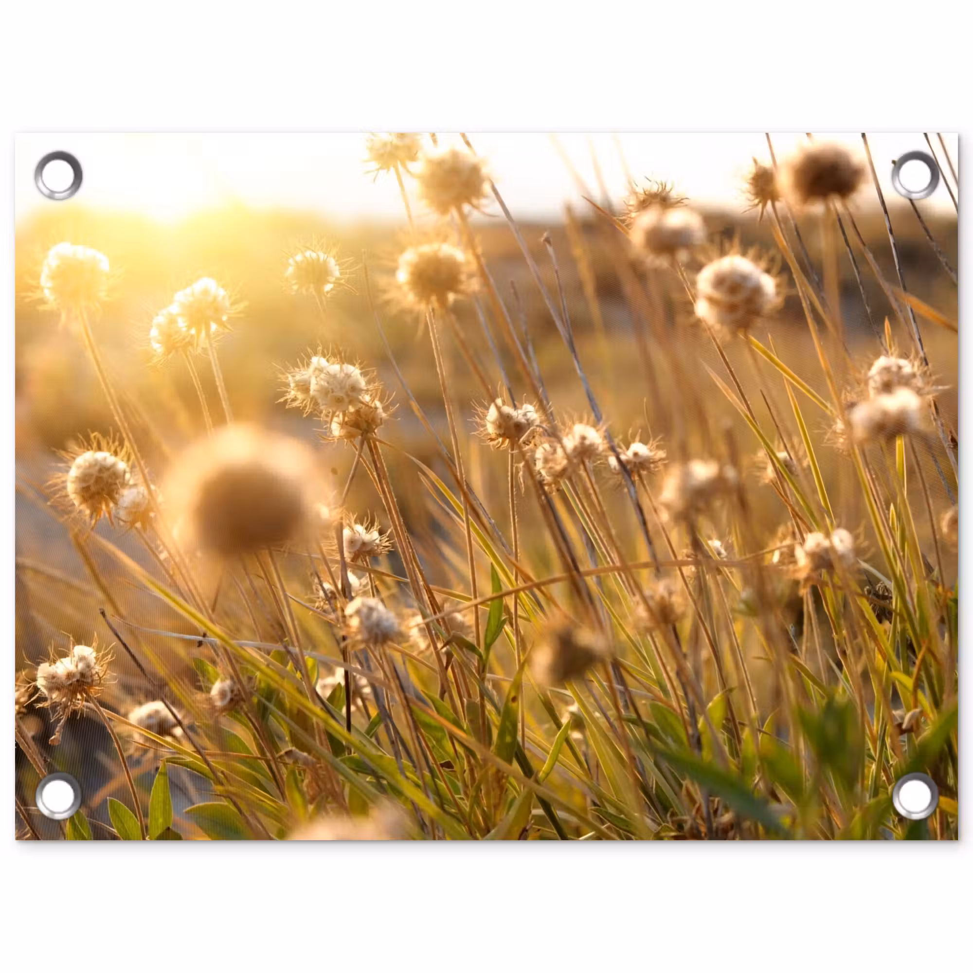 Tuinposter - Verlichte zaadhoofden in de avondzon