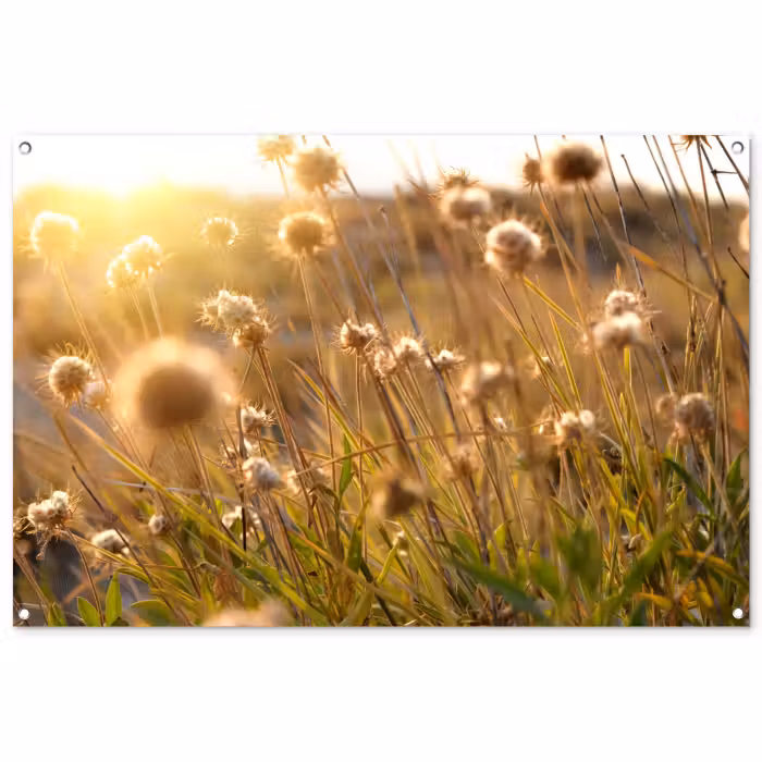 Tuinposter - Verlichte zaadhoofden in de avondzon