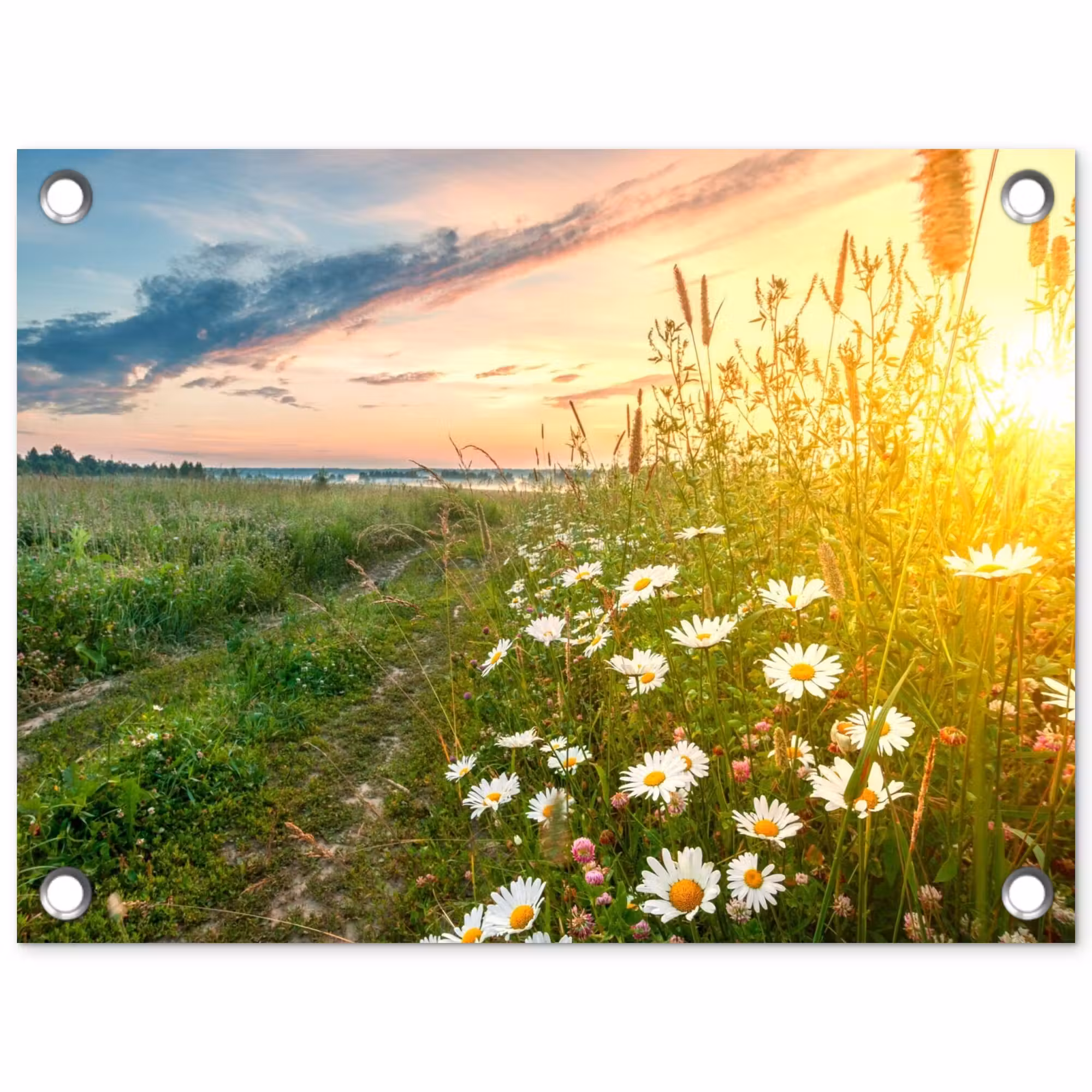 Tuinposter - Wilde bloemen in de ochtendzon