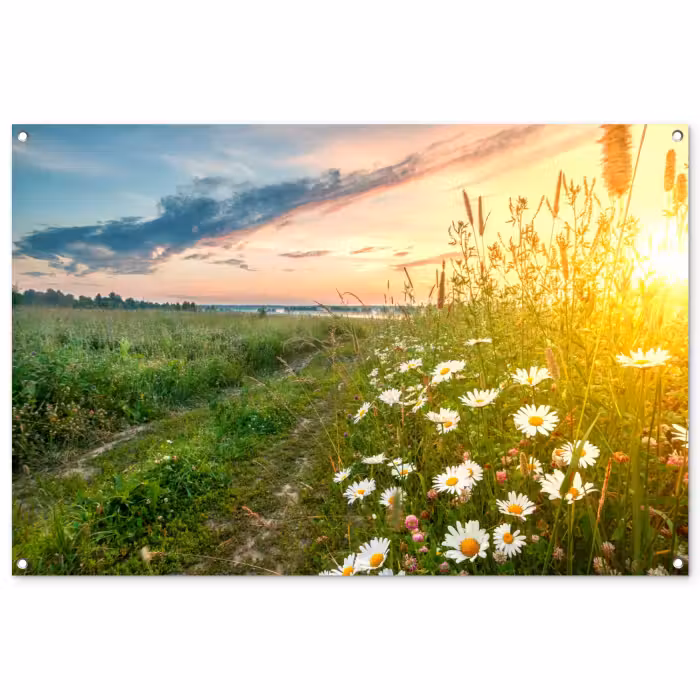 Tuinposter - Wilde bloemen in de ochtendzon