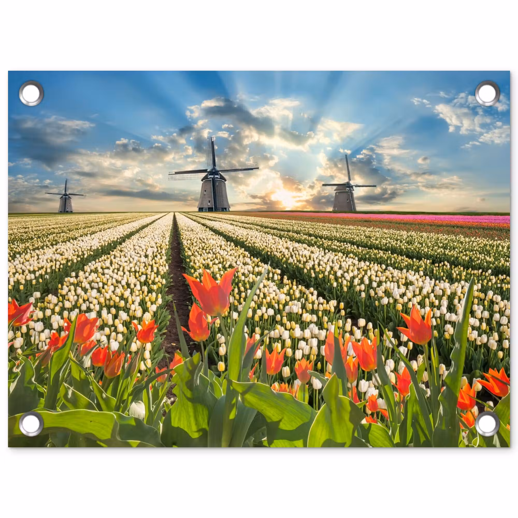 Tuinposter - Windmolens en tulpenvelden bij zonsopgang