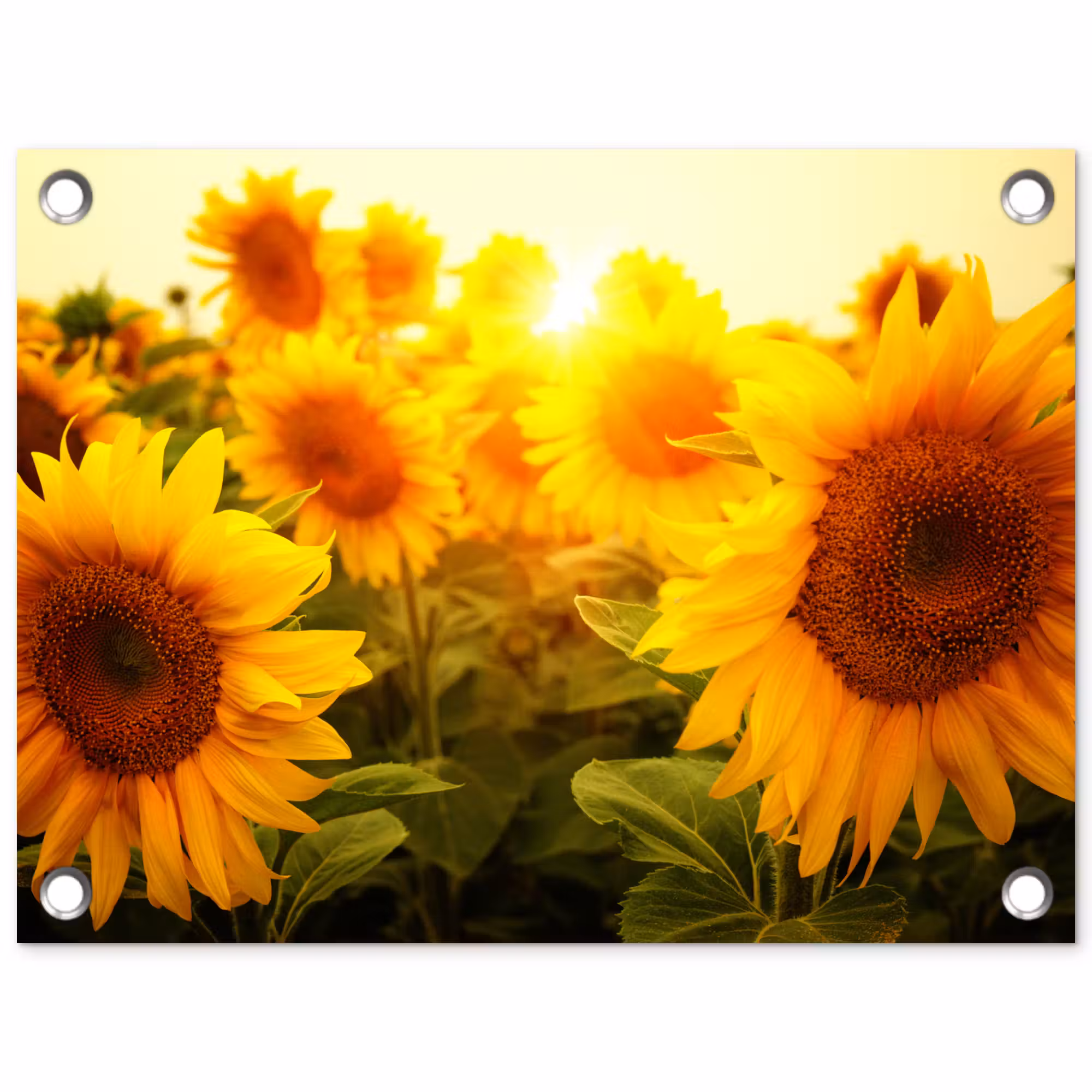 Tuinposter - Zonnebloemen in het zonlicht