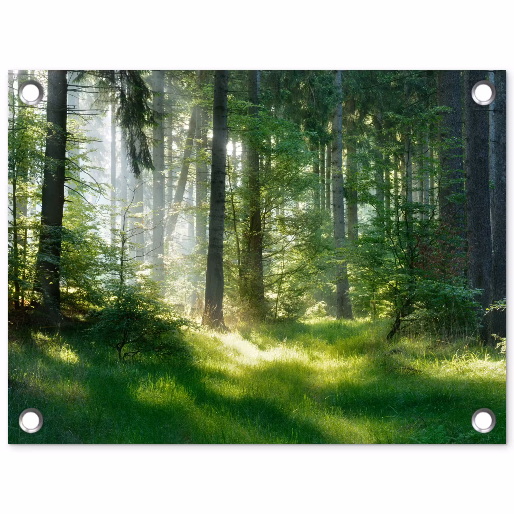 Tuinposter - Zonnestralen in een groen bos