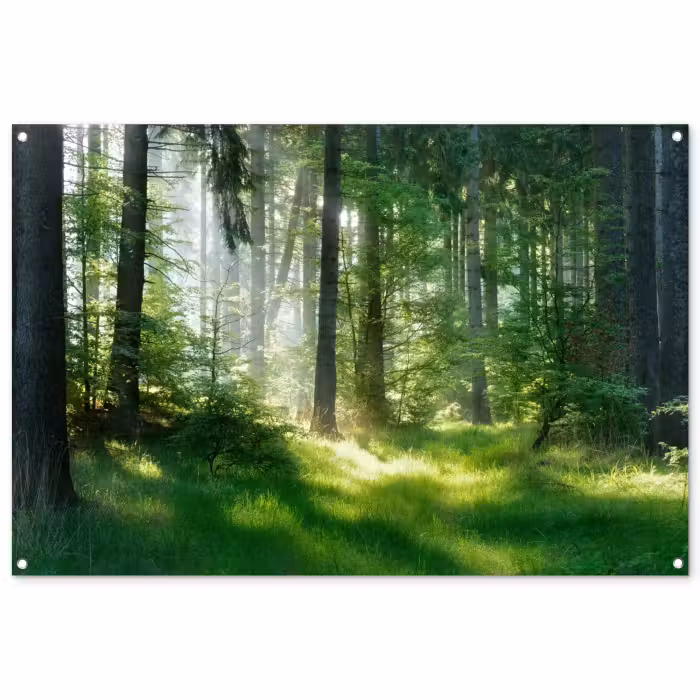 Tuinposter - Zonnestralen in een groen bos