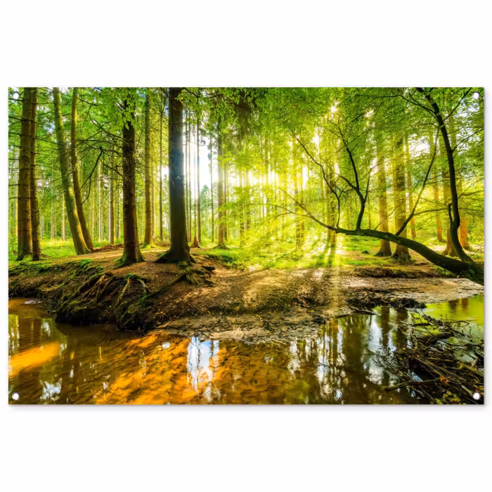 Tuinposter - Zonnestralen in een groen bos