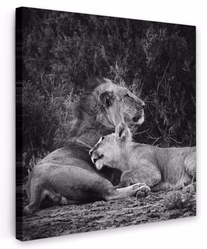 Canvas schilderij - Leeuwen - Zwart - Wilde dieren