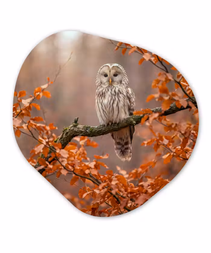Organisch schilderij - Glas - Vogel - Boom - Herfst