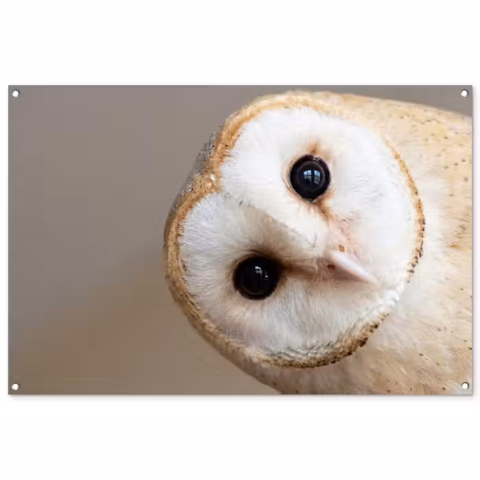 Tuinposter - Uil - Bruin - Wit