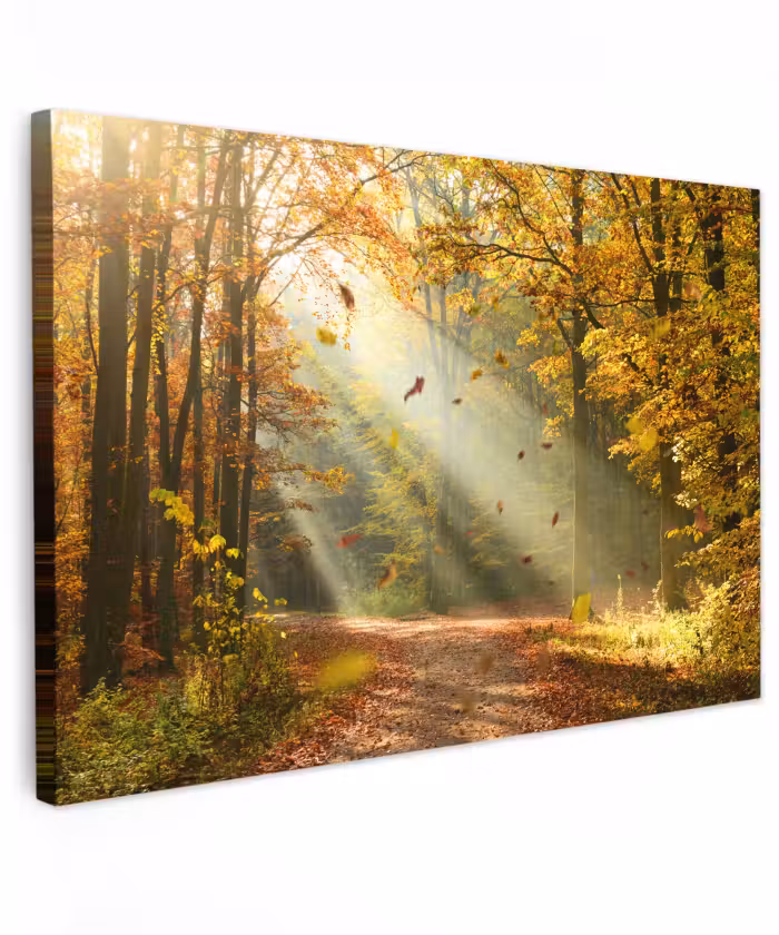 Buiten canvas - Bos - Bomen - Herfst - Zon - Herfstbladeren - Natuur