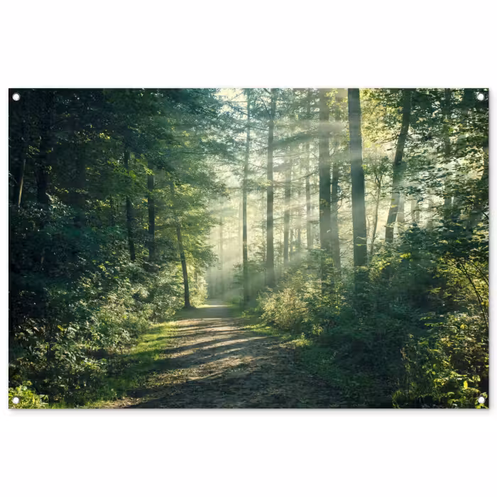 Tuinposter - Bosweg in ochtendlicht
