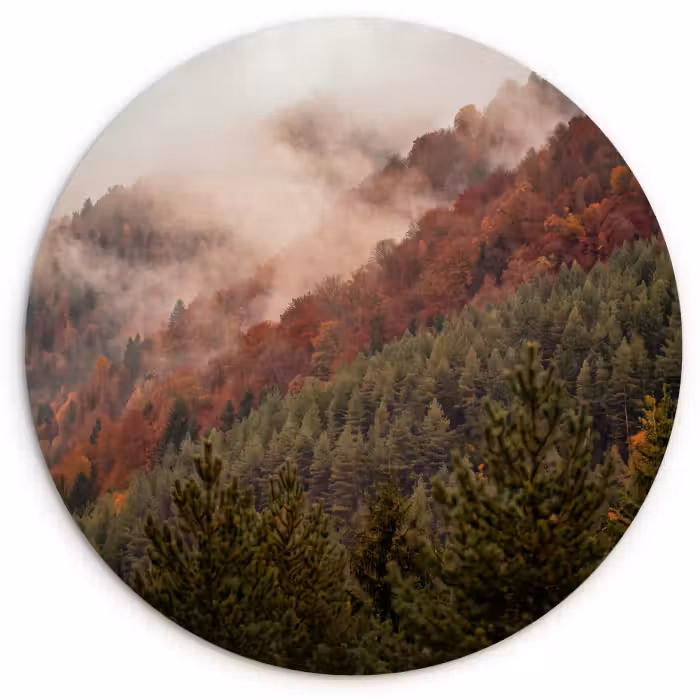 Wandcirkel - Glas - Bos - Mist - Natuur