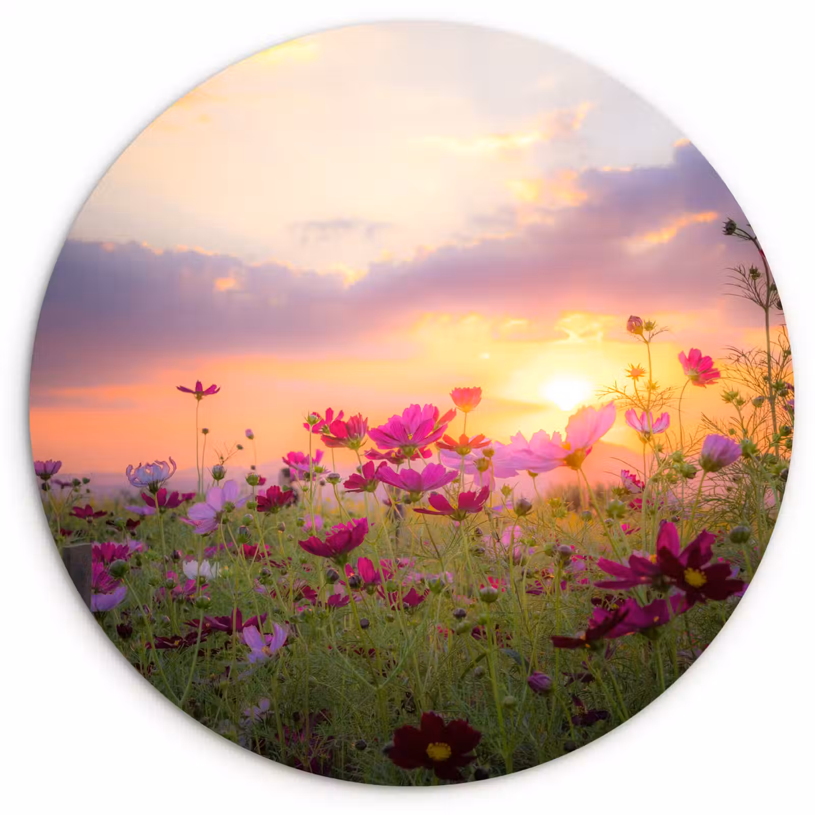 Muurcirkel - Zonsondergang - Bloemen - Roze - Natuur - Groen — 1
