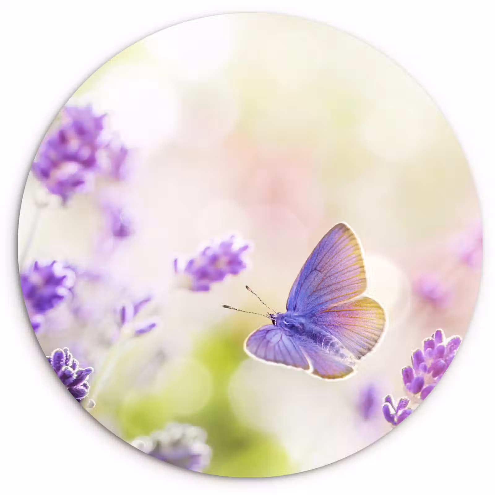 Muurcirkel - Lavendel - Vlinder - Bloemen — 1