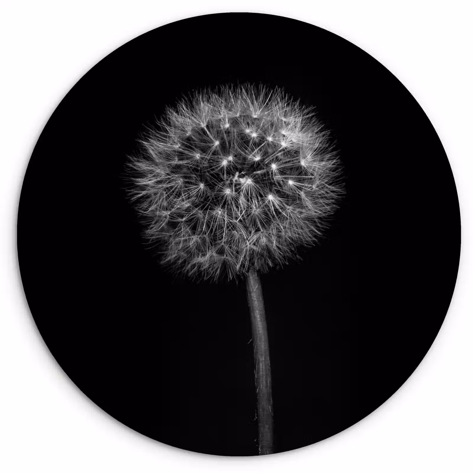 Muurcirkel - Paardenbloem - Zwart - Bloemen - Botanisch — 1