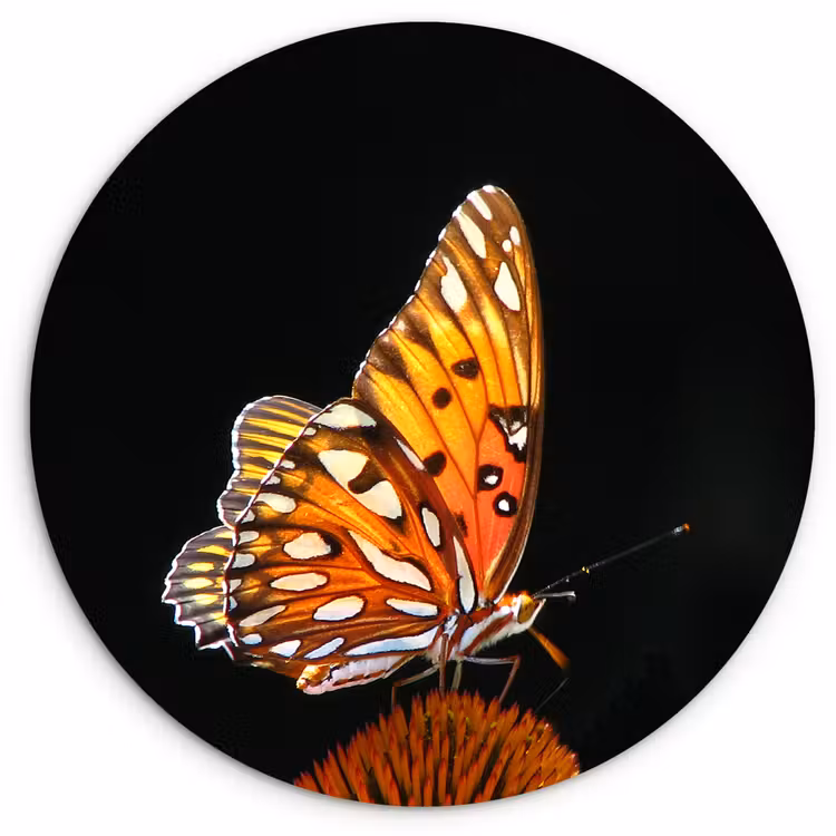 Muurcirkel - Vlinder - Bloemen - Insect - Portret - Zwart - Oranje — 1