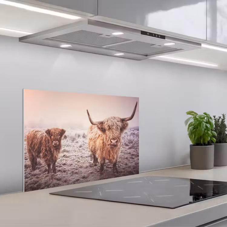 Spatscherm keuken - Schotse Hooglanders - Sneeuw - Zon — 5