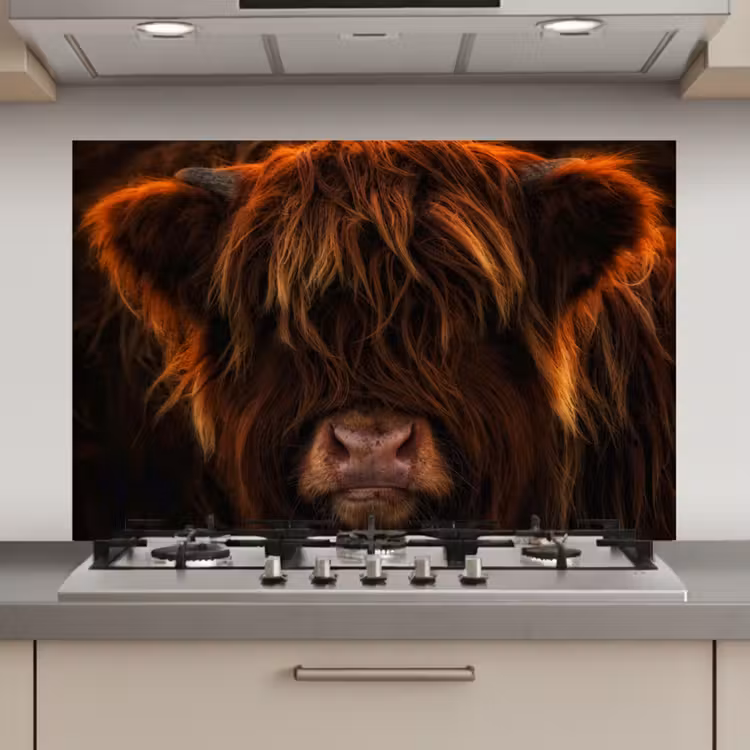 Spatscherm keuken - Schotse Hooglander - Koe - Zwart - Portret — 1